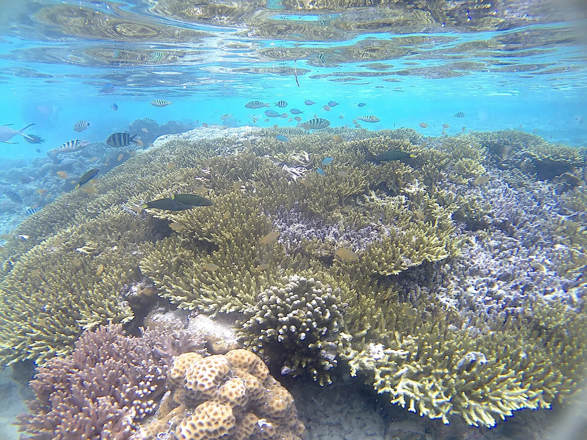 Shallow hard-coral reef seen from just below the surface, Raja Ampat